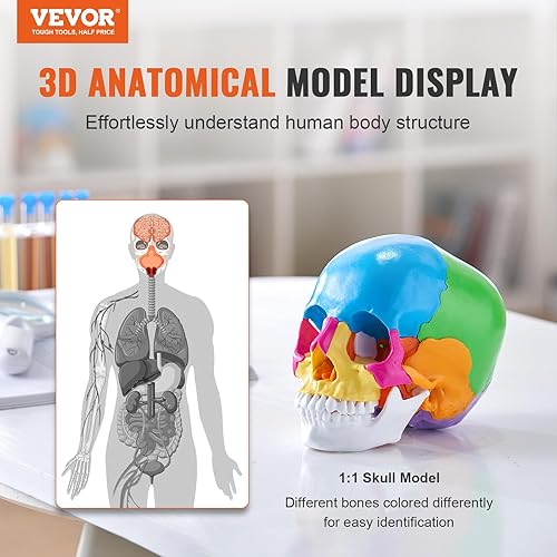 VEVOR Human Skull Model, 22 Parts Human Skull Anatomy, Life-Size Painted Anatomy Skull Model, PVC Anatomical Skull, Detachable Learning Skull Model, for Professional Teaching, Researching and Learning - Poueer