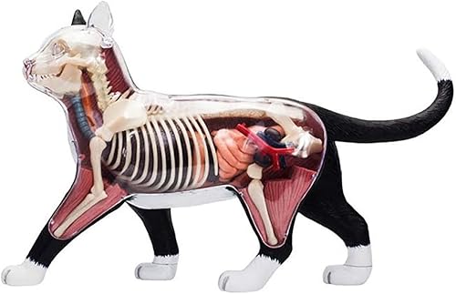 4D Dog Anatomy Model,Cat/Horse/Cow/Pig/AnimalCanine Skeleton, Animal Skeleton Specimen, Detachable Biology, Pet Clinic Veterinary TrainingSchool Teaching Tool,J - Poueer