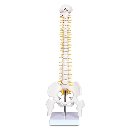 breesky Scientific Mini Spine Model, 15.5’’ Anatomical Spine Model with All Nerves, Human Anatomy Model with Stand for Instruction, Study and Display - Poueer