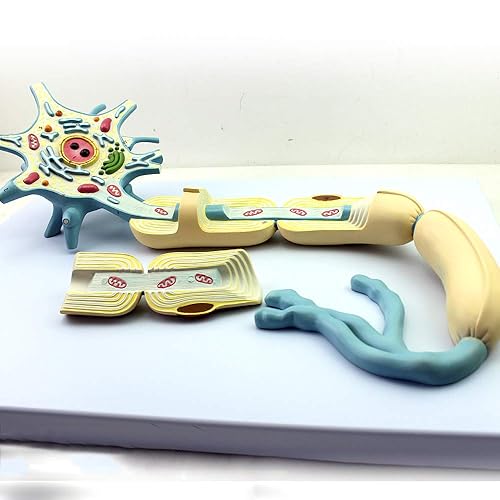 Neuron Model, 2-Parts, 2500x, Medical Brain Nerves Anatomical Human Model - Poueer
