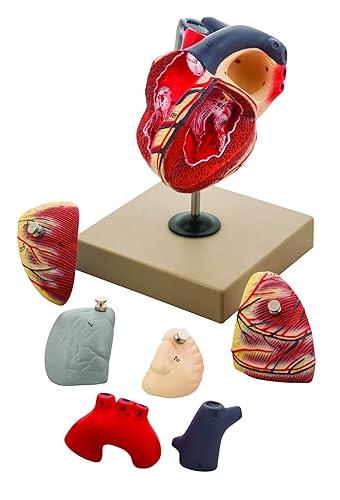 EISCO Human Heart Anatomy Model - Hand Painted, 7 Detachable Parts, Highly Detailed, Life-Size Educational Tool for Students and Educators - Poueer