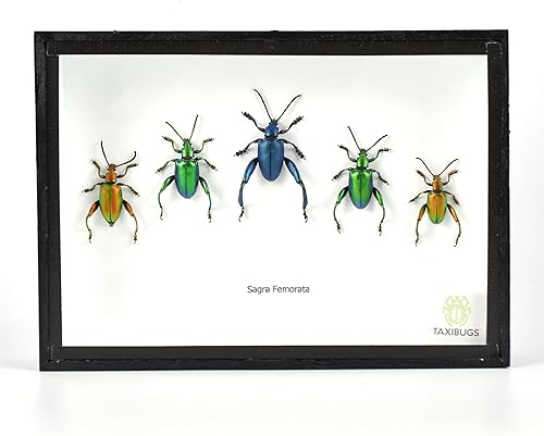 SET 5 REAL FROG LEGGED LEAF BEETLES SAGRA INSECT TAXIDERMY SET IN BOX / 3D WOODEN FRAME (Wooden Box) - Poueer