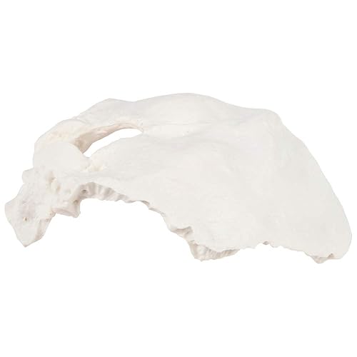 Axis Scientific Occipital Bone - Poueer