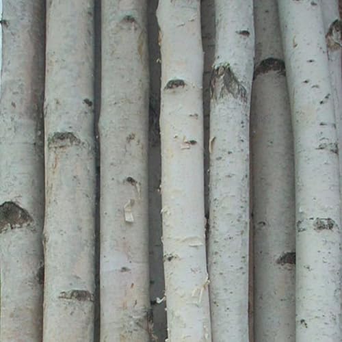 Four Medium White Birch Poles 8 ft - Poueer