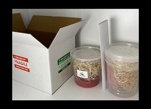 Flightless Fruit Fly (D. hydei) Culture kit - Includes: 1 Complete Culture, 3 containers with lids, 4 oz Dry Medium, Wood Wool, with Directions - Poueer