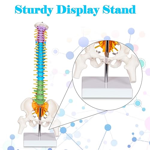 breesky Scientific Mini Spine Model, 15.5’’ Anatomical Spine Model with All Nerves, Human Anatomy Model with Stand for Instruction, Study and Display - Poueer