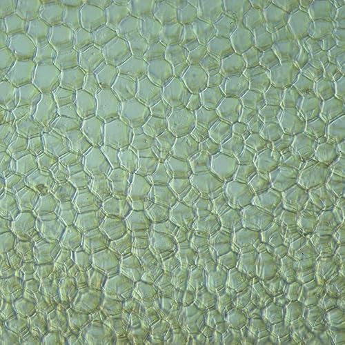 Beginner's Microscope Slide Set - Poueer