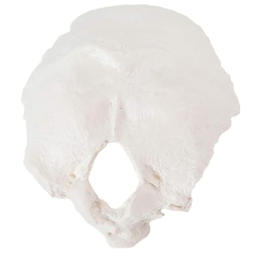 Axis Scientific Occipital Bone - Poueer