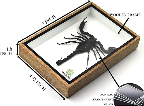 Real Exotic Poisonous Scorpion – Preserved Taxidermy Insect Bug Collection Framed in a 3D Wooden Frame as Pictured Taxidermy (Wooden Box) - Poueer