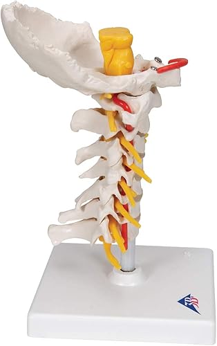 3B Scientific Cervical Spinal Column by 3B Scientific - Poueer