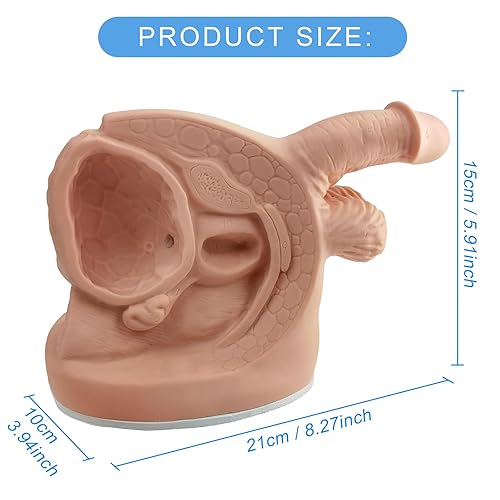 Male Catheterization Model Internal and External Genital Anatomy Model for Clinical Teaching and Medical Education Training Practice, 1 Piece - Poueer