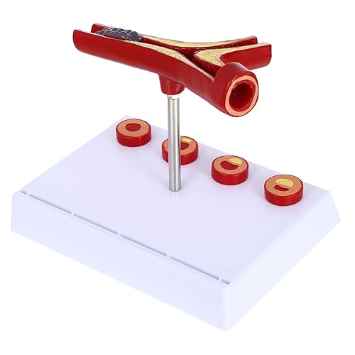 Gatuida Human Blood Vessel Model Vascular Model PVC Tool Human Body Human Cardiovascular Model - Poueer