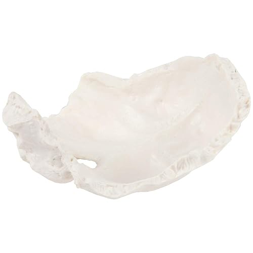 Axis Scientific Occipital Bone - Poueer