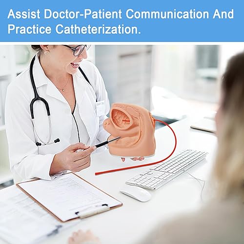 Male Catheterization Model Internal and External Genital Anatomy Model for Clinical Teaching and Medical Education Training Practice, 1 Piece - Poueer