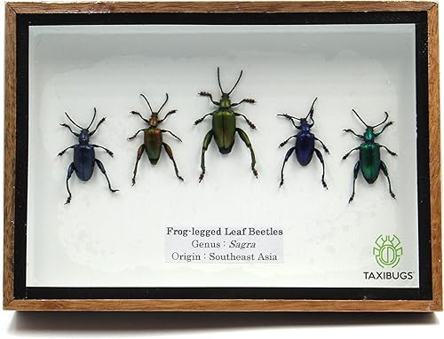 SET 5 REAL FROG LEGGED LEAF BEETLES SAGRA INSECT TAXIDERMY SET IN BOX / 3D WOODEN FRAME (Wooden Box) - Poueer