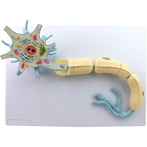 Neuron Model, 2-Parts, 2500x, Medical Brain Nerves Anatomical Human Model - Poueer