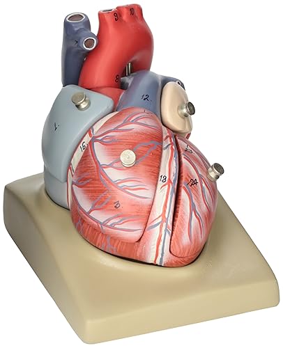 EISCO Human Heart Anatomy Model - Hand Painted, 7 Detachable Parts, Highly Detailed, Life-Size Educational Tool for Students and Educators - Poueer