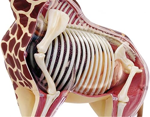 4D Dog Anatomy Model,Cat/Horse/Cow/Pig/AnimalCanine Skeleton, Animal Skeleton Specimen, Detachable Biology, Pet Clinic Veterinary TrainingSchool Teaching Tool,J - Poueer