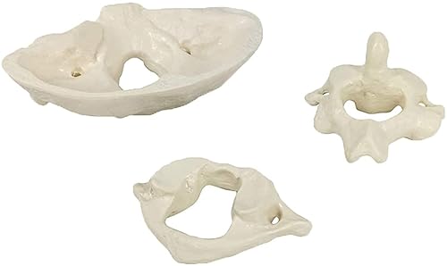 Wellden Anatomical Occipital Bone, Atlas Axis (C1 & C2), W/Base, 1.5X Enlarged, Rotable - Poueer