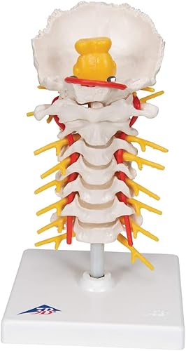 3B Scientific Cervical Spinal Column by 3B Scientific - Poueer