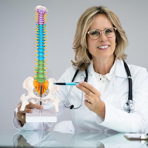 breesky Scientific Mini Spine Model, 15.5’’ Anatomical Spine Model with All Nerves, Human Anatomy Model with Stand for Instruction, Study and Display - Poueer
