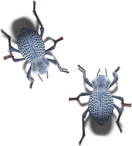 Blue Death Feigning Beetle (Group of 5) - Fun and Easy to Care for - Live Ironclad Beetle! - BDFB - Asbolus Verrucosus - Poueer
