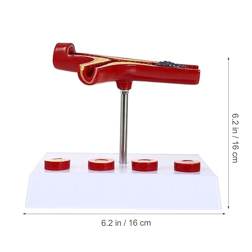 Gatuida Human Blood Vessel Model Vascular Model PVC Tool Human Body Human Cardiovascular Model - Poueer