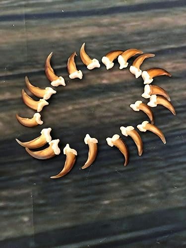 20 Real Blonde Coyote Claws Toes Craft Skull Jewelry Gothic Voodoo Animal Mount - Poueer