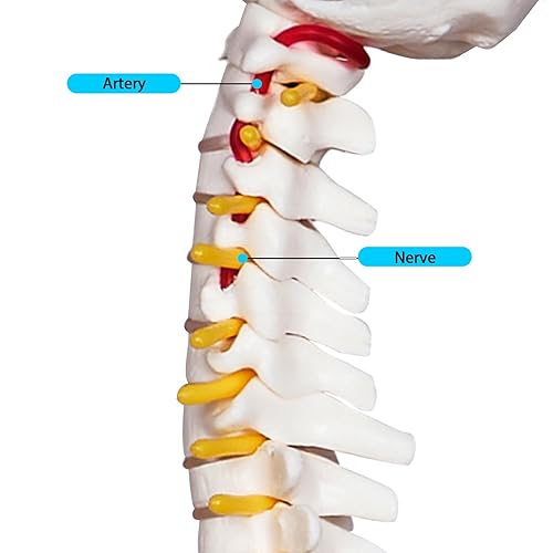 breesky Scientific Mini Spine Model, 15.5’’ Anatomical Spine Model with All Nerves, Human Anatomy Model with Stand for Instruction, Study and Display - Poueer