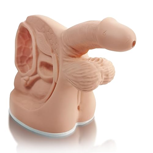 Male Catheterization Model Internal and External Genital Anatomy Model for Clinical Teaching and Medical Education Training Practice, 1 Piece - Poueer