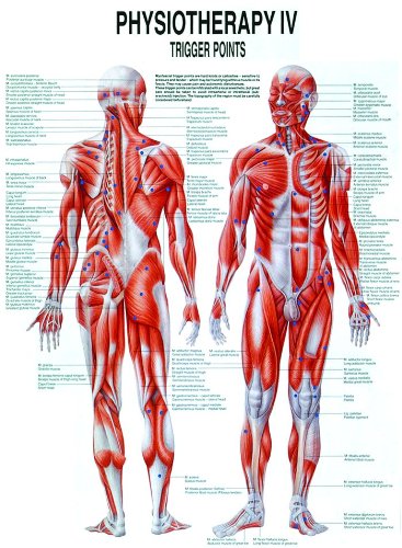 Trigger Points Laminated Chart - Poueer