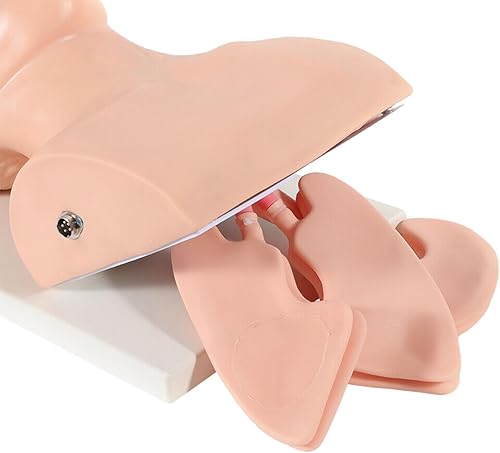 220V Intubation Model, PVC Manikin Study Teaching Model Airway Management Trainer Tool Oral Nasal Airway Intubation Kit Management Trainer with Alarm Machine & Power Adapter - Poueer