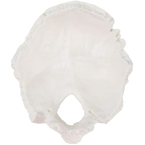 Axis Scientific Occipital Bone - Poueer