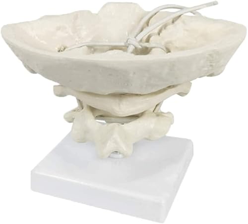 Wellden Anatomical Occipital Bone, Atlas Axis (C1 & C2), W/Base, 1.5X Enlarged, Rotable - Poueer