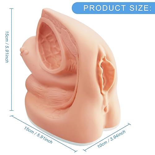 Male Catheterization Model Internal and External Genital Anatomy Model for Clinical Teaching and Medical Education Training Practice, 1 Piece - Poueer