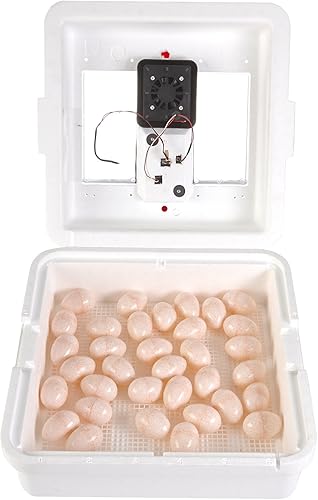 Little Giant® Digital Circulated Air Incubator | 41 Eggs | Egg Incubator with Fan, Temperature and Humidity Control | Hatching Eggs - Poueer