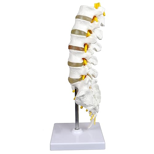Vision Scientific VAV262 Medical Grade, Articulated Lumbar Spinal Column | Features 5 Lumbar/Vertebrae with Intervertebral Discs, Lumbar Nerves and Spinal Cord | Instruction Manual - Poueer