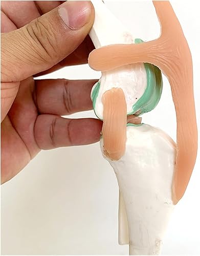 Dog Knee Joint and Ligament Function Skeleton Model, Canine Anatomical Model Medical Science Gift - Poueer