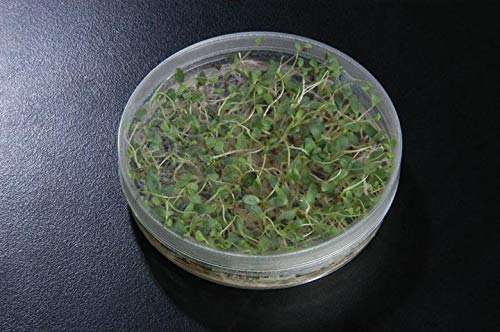 SPL Plant Culture Dish for Sprout Culture, PS, 100x40mm, Sterile, Case of 200 - Poueer