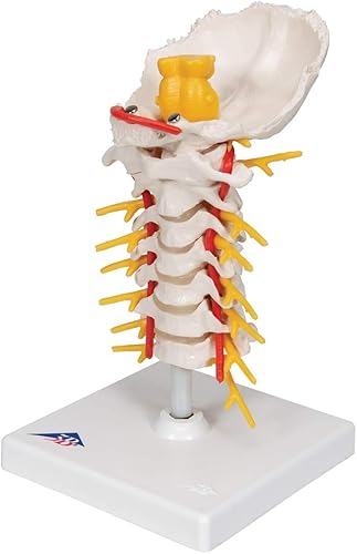 3B Scientific Cervical Spinal Column by 3B Scientific - Poueer