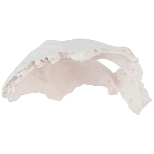 Axis Scientific Occipital Bone - Poueer