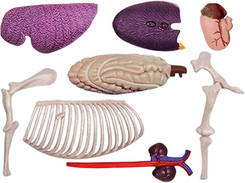 4D Dog Anatomy Model,Cat/Horse/Cow/Pig/AnimalCanine Skeleton, Animal Skeleton Specimen, Detachable Biology, Pet Clinic Veterinary TrainingSchool Teaching Tool,J - Poueer