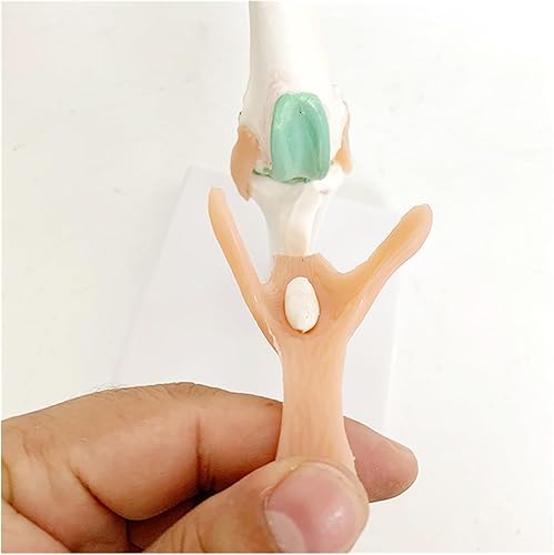Dog Knee Joint and Ligament Function Skeleton Model, Canine Anatomical Model Medical Science Gift - Poueer