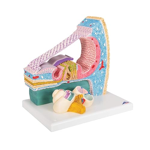 3B Scientific E14 Cortisches Organ - 3B Smart Anatomy - Poueer