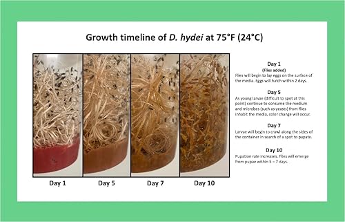 Flightless Fruit Fly (D. hydei) Culture kit - Includes: 1 Complete Culture, 3 containers with lids, 4 oz Dry Medium, Wood Wool, with Directions - Poueer