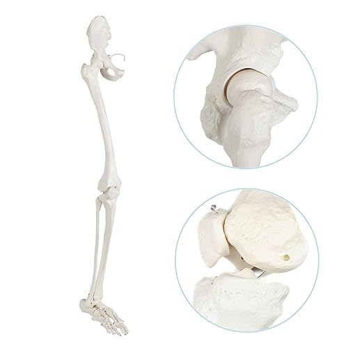 Axis Scientific Human Leg Skeleton Bundle, Life-Size 36' Anatomical Model with All Leg Bones, Removable Hip Joint and Fully Articulated Foot and Detailed Product Manual - Poueer