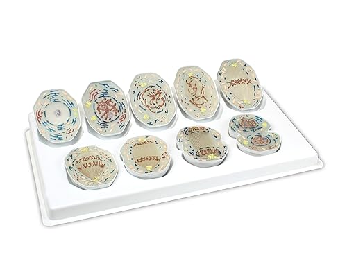 Parco Scientific PB00160 Animal Mitosis 3D Model | 9 Stage Mitosis Demonstration | Biology Classroom Cell Division Display | Detailed Open Cell Organelles | Pieces Equipped with Stand | W Manual - Poueer