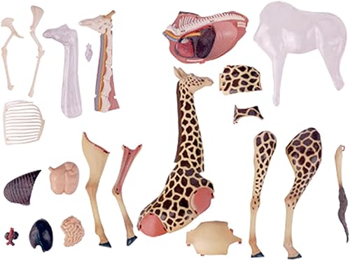 4D Dog Anatomy Model,Cat/Horse/Cow/Pig/AnimalCanine Skeleton, Animal Skeleton Specimen, Detachable Biology, Pet Clinic Veterinary TrainingSchool Teaching Tool,J - Poueer