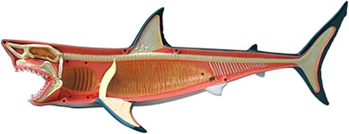 4D Dog Anatomy Model,Cat/Horse/Cow/Pig/AnimalCanine Skeleton, Animal Skeleton Specimen, Detachable Biology, Pet Clinic Veterinary TrainingSchool Teaching Tool,J - Poueer