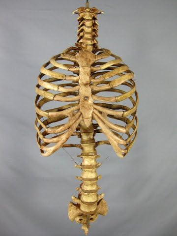 Skeleton Spine and Rib Cage- Life-Size- 2nd Class- Aged Version - Poueer